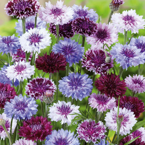 Wivolibe cornflower seeds self-seed in mild climates for easy beauty.