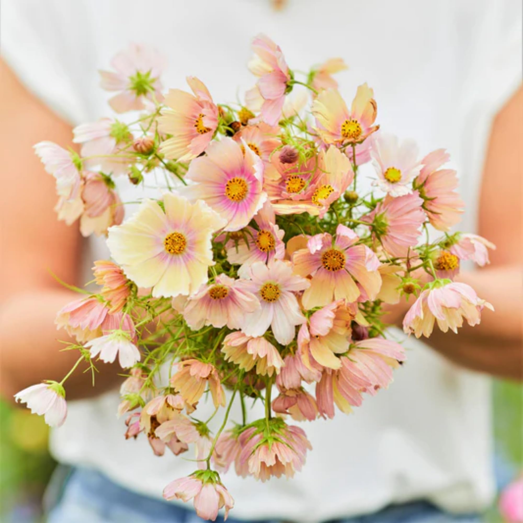 Wivolibe Cosmos Bipinnatus cut flower in vase for fresh arrangements.