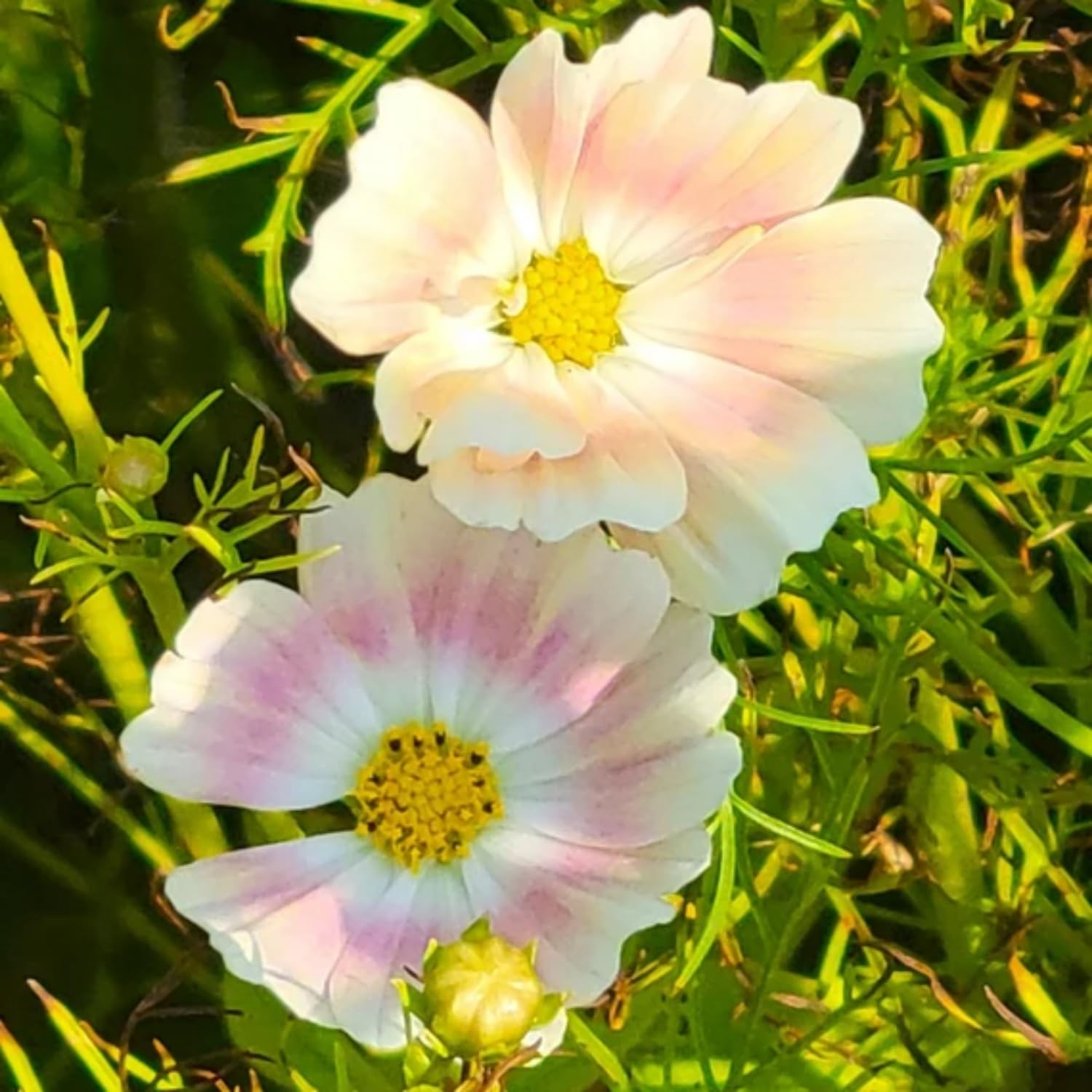 Wivolibe Cosmos Bipinnatus garden bed in full bloom with tall stems.