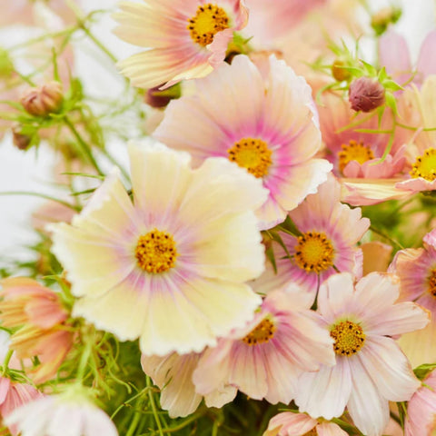 Wivolibe Cosmos Bipinnatus seeds pack ready for easy spring planting.