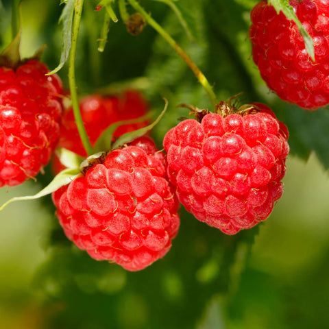 Wivolibe cranberry seeds close-up, suited for acidic soil garden projects.