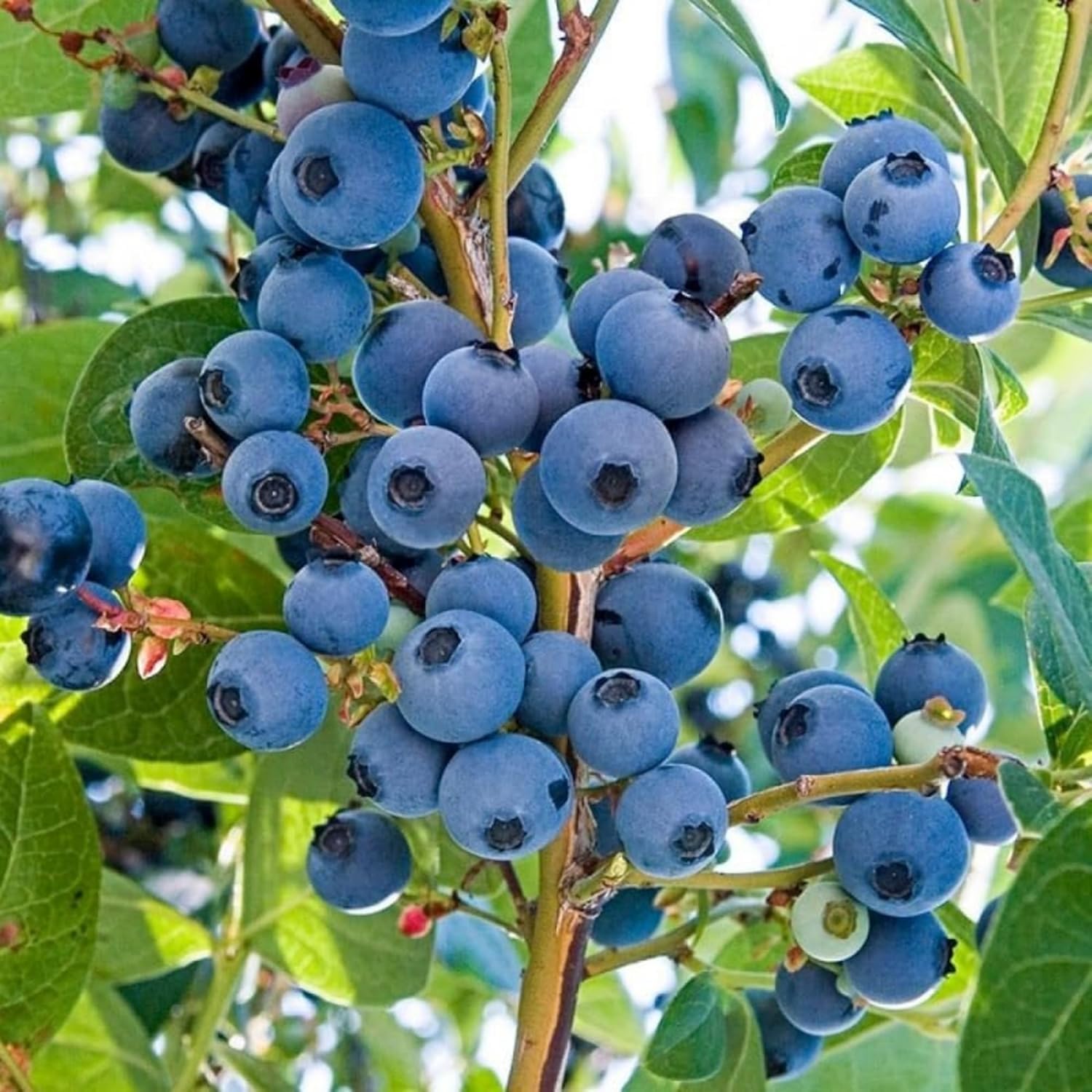 Wivolibe cranberry seeds pack for tart, fragrant berries