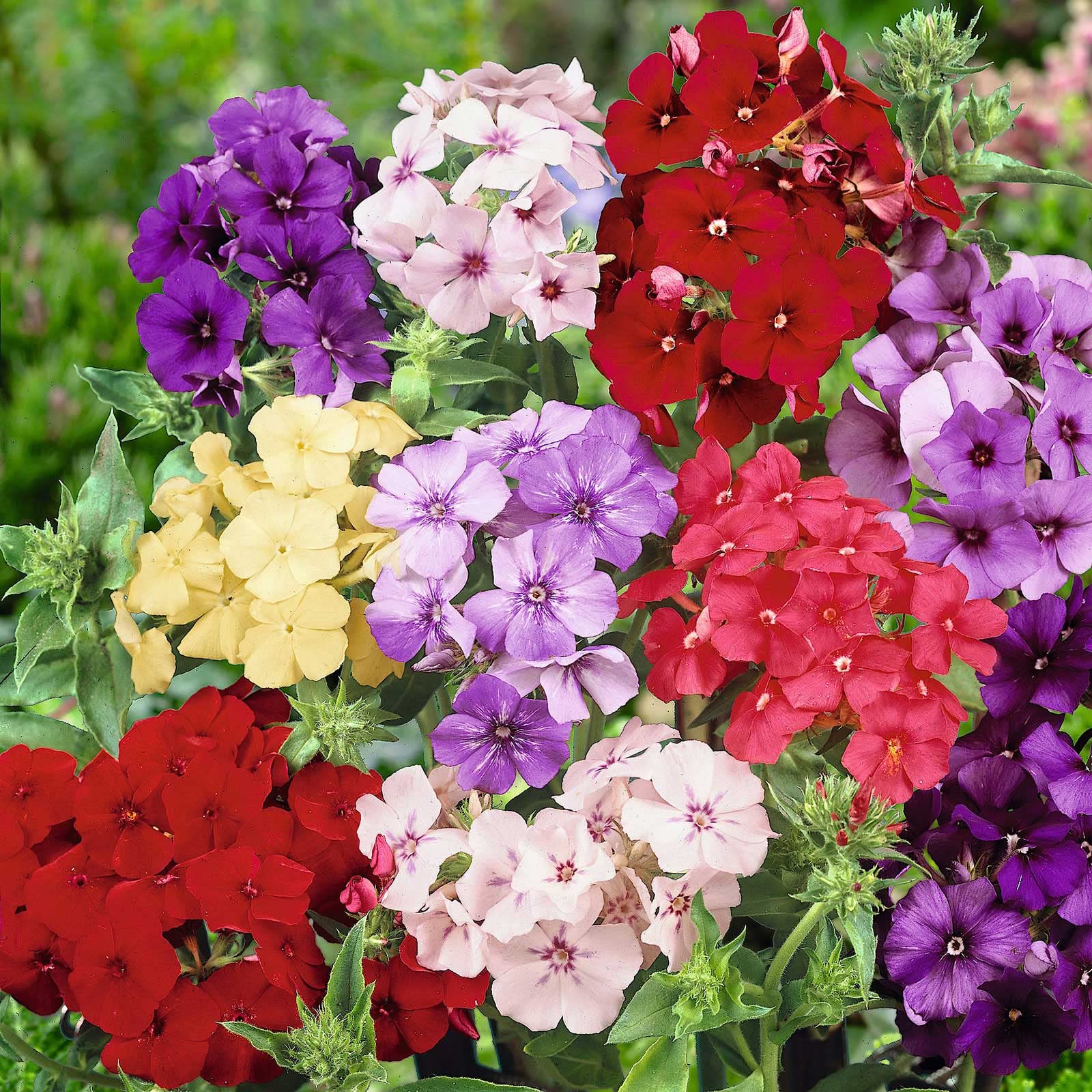 Wivolibe creeping phlox bloom closeup showing spring color