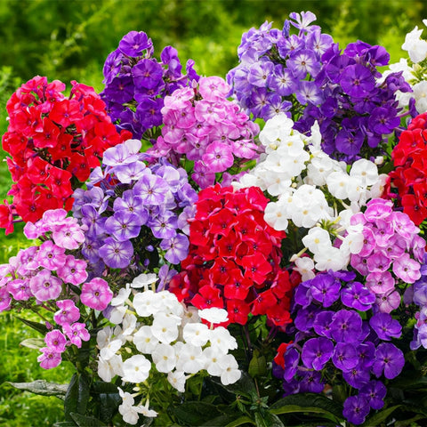 Wivolibe creeping phlox bloom closeup highlighting dense spring color