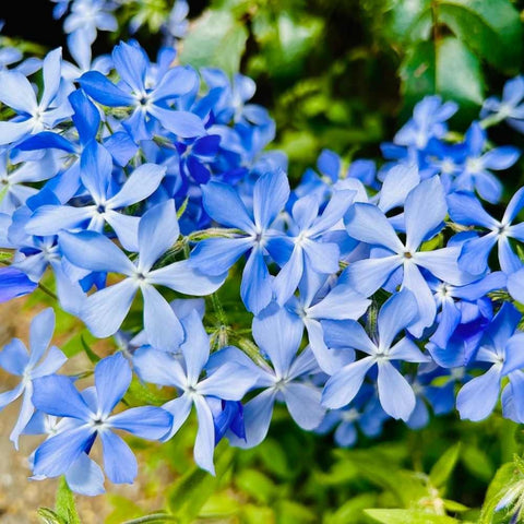 Wivolibe creeping phlox ground cover blooms promise a soft, deer-resistant lawn accent.