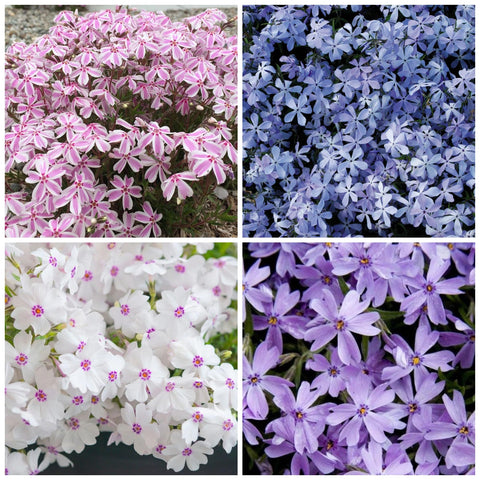 Wivolibe creeping phlox seeds pack for vibrant garden borders and color.