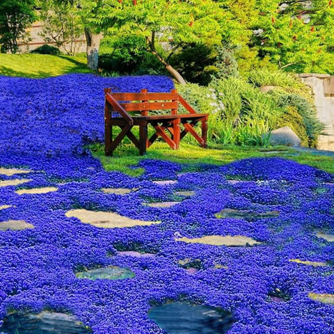 Wivolibe creeping thyme seeds blue carpet for pathways and borders in gardens