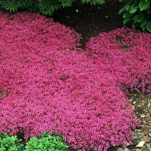 Wivolibe creeping thyme dense dark green leaves offer aromatic foliage for low-maintenance ground cover.