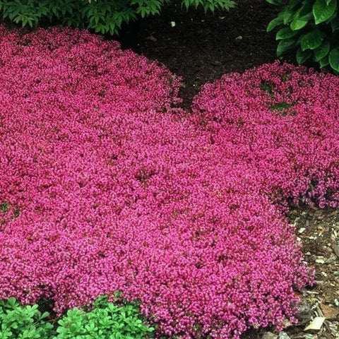 Wivolibe creeping thyme dense dark green leaves offer aromatic foliage for low-maintenance ground cover.