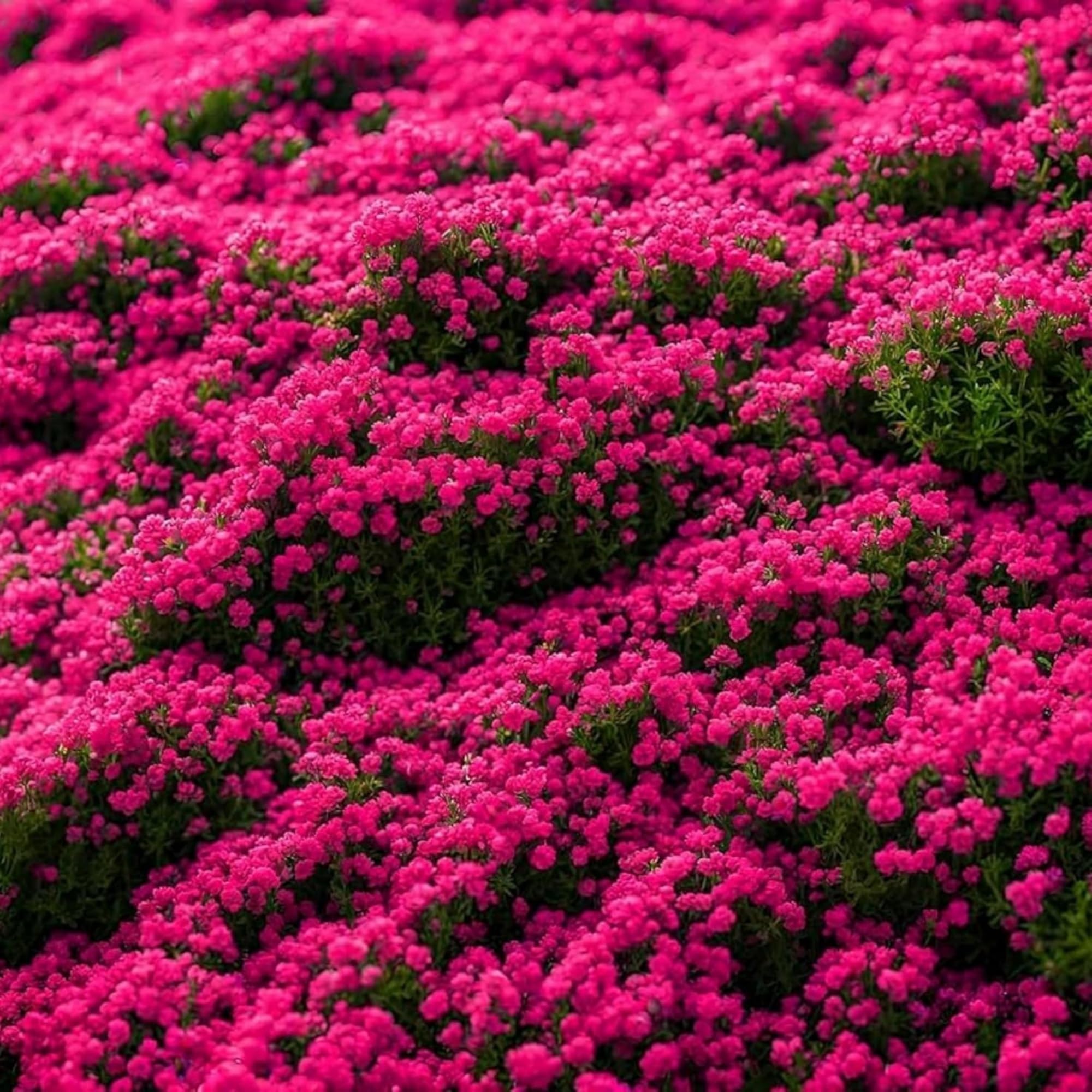 Wivolibe creeping thyme edge-paving image, forming a low-growing border between stones.