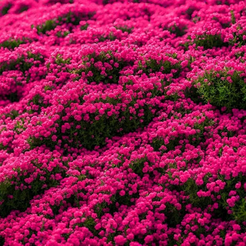 Wivolibe creeping thyme edge-paving image, forming a low-growing border between stones.