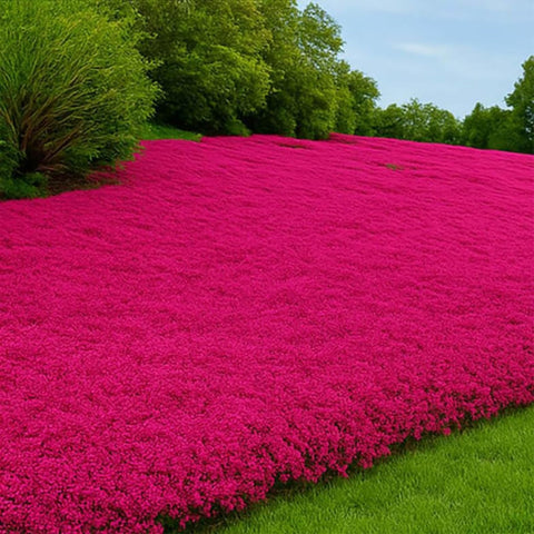 Wivolibe creeping thyme ground-cover for borders, enhancing pathways with a subtle scent.