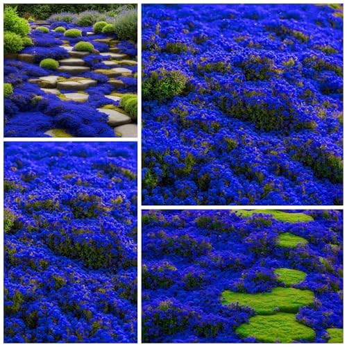 Wivolibe creeping thyme seeds ground cover for sunny borders and pathways.