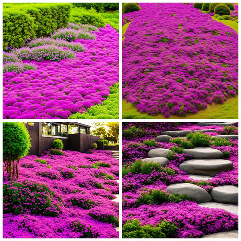 Wivolibe creeping thyme seeds pack closeup for vibrant ground cover in sunny borders.