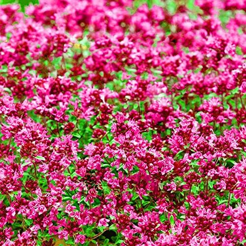 Wivolibe creeping thyme silvery leaves close-up showing fragrance and ground cover use