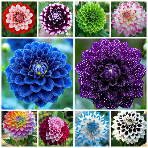 Wivolibe dahlia seeds pack close-up, ready to grow vibrant annual blooms.