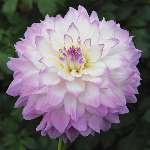 Wivolibe dahlia transplanting seedlings promotes strong growth in pots.