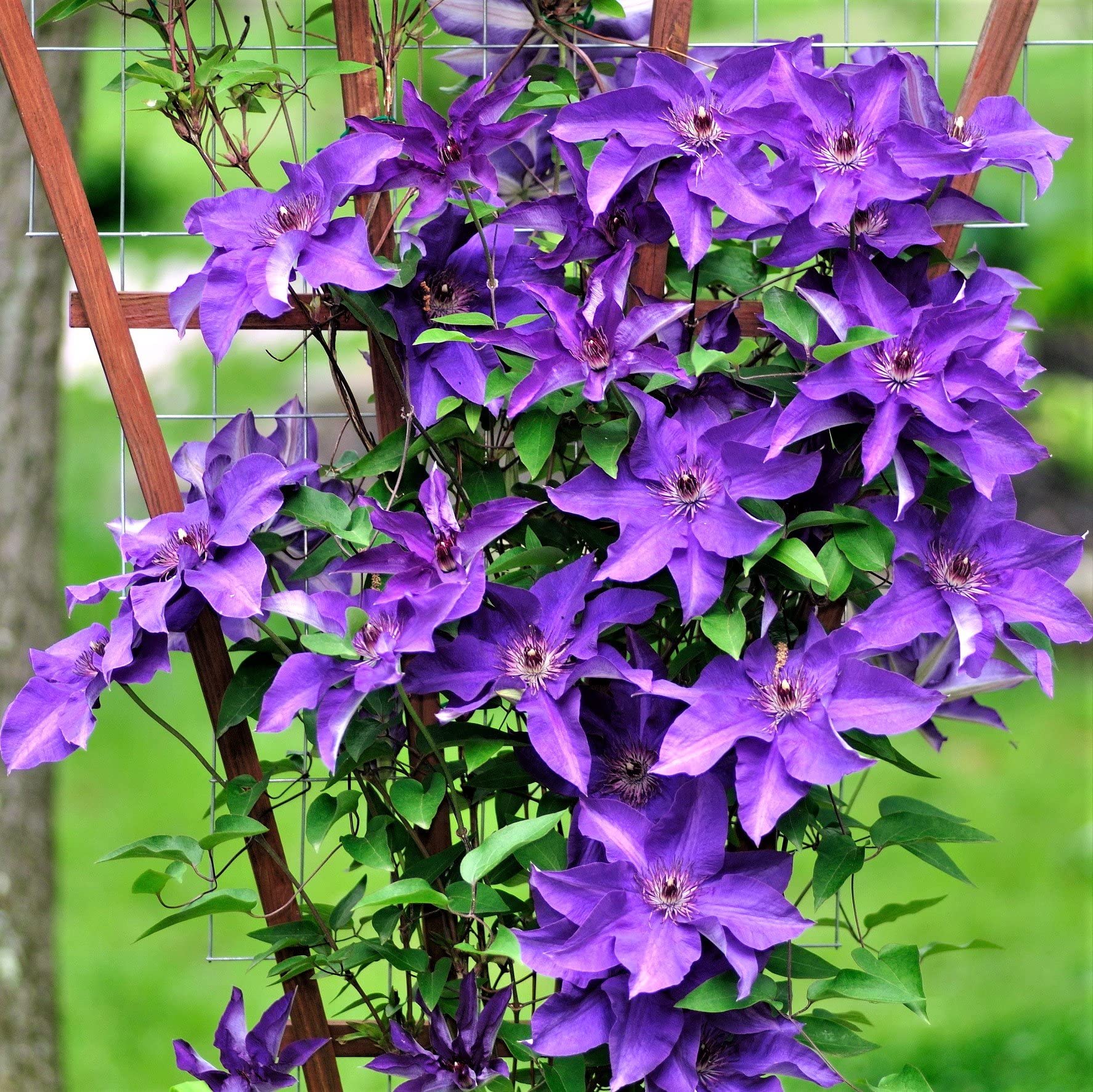 Wivolibe dark purple clematis bloom closeup highlights vibrant flowers and late-season interest