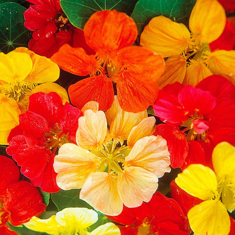 Wivolibe deer-resistant nasturtium seeds for low-maintenance beds.