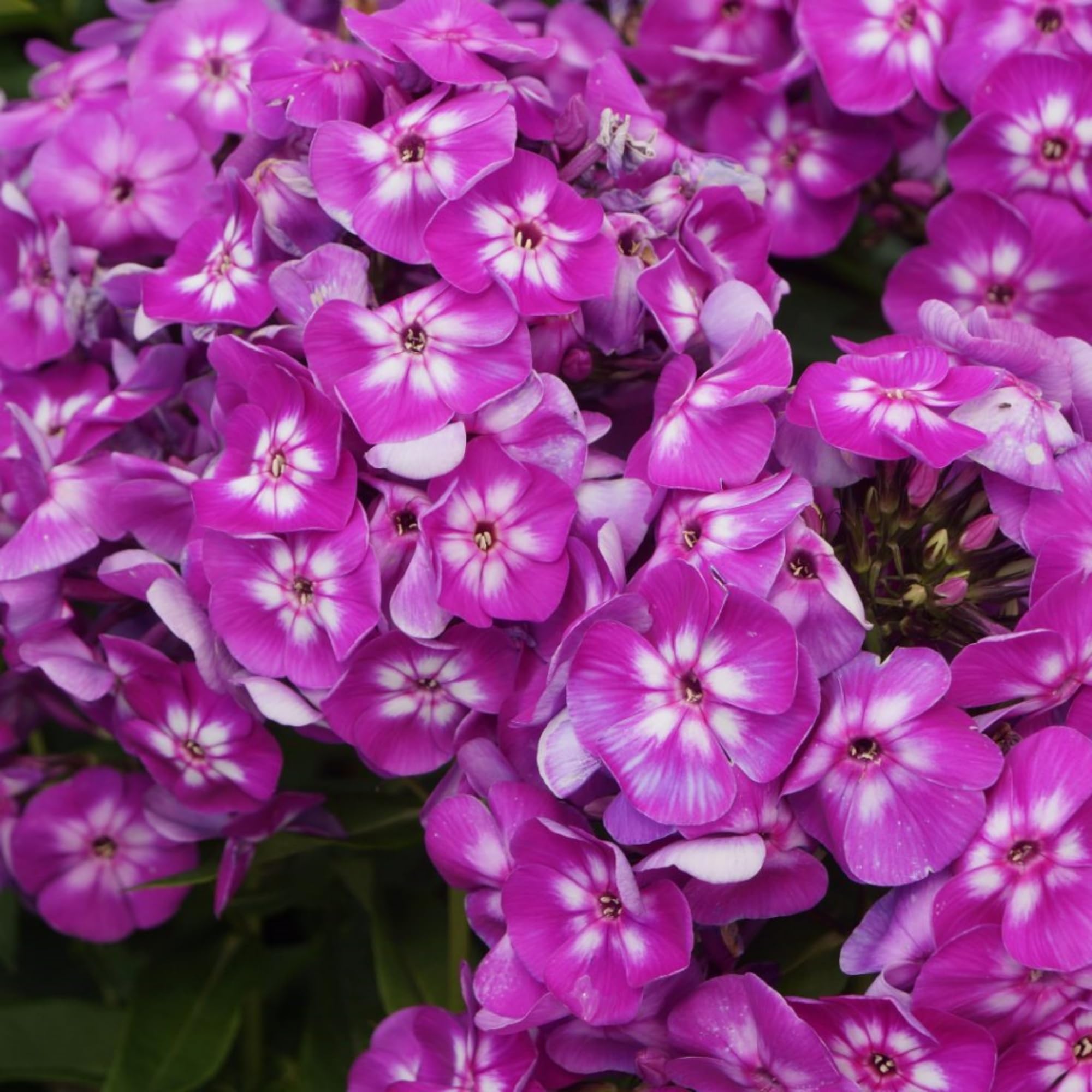 Wivolibe deer-resistant phlox close-up emphasizes low maintenance ground cover for gardens.