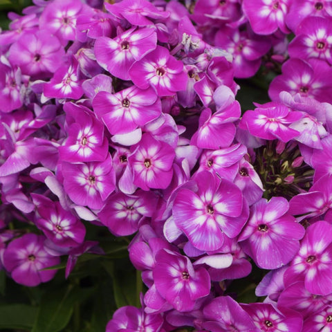 Wivolibe deer-resistant phlox close-up emphasizes low maintenance ground cover for gardens.