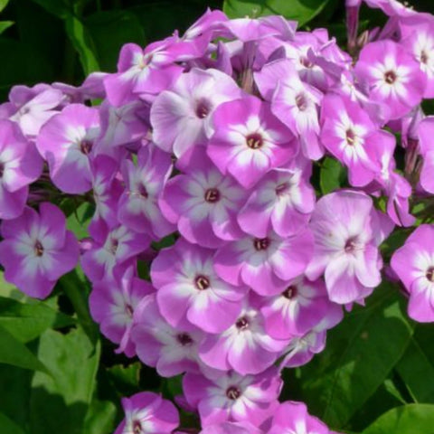 Wivolibe non-GMO heirloom phlox seeds offer diverse blooms for timeless garden appeal.