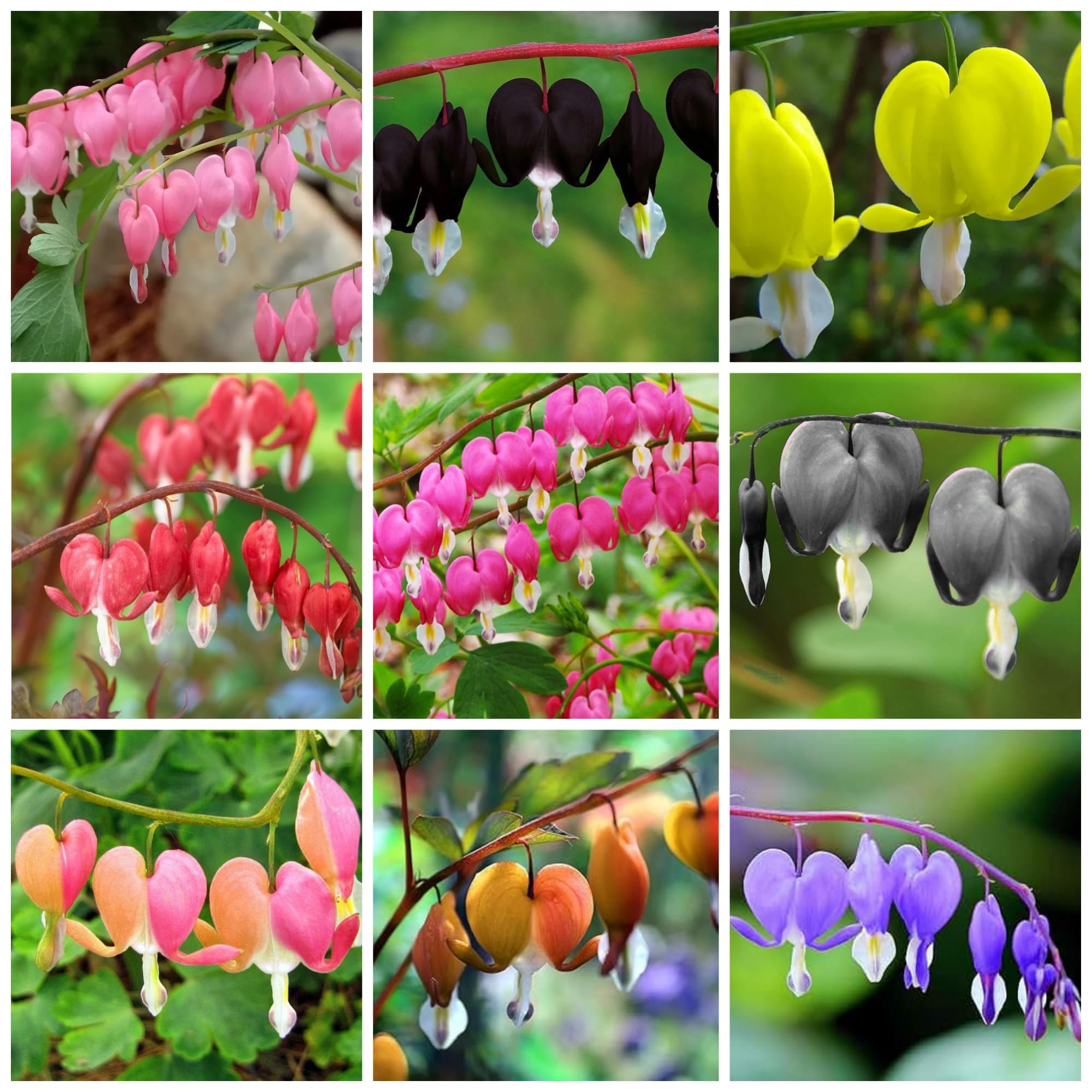 Wivolibe Dicentra Spectabilis seeds for shade garden with bleeding heart blooms.