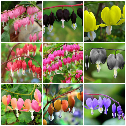 Wivolibe Dicentra Spectabilis seeds for shade garden with bleeding heart blooms.