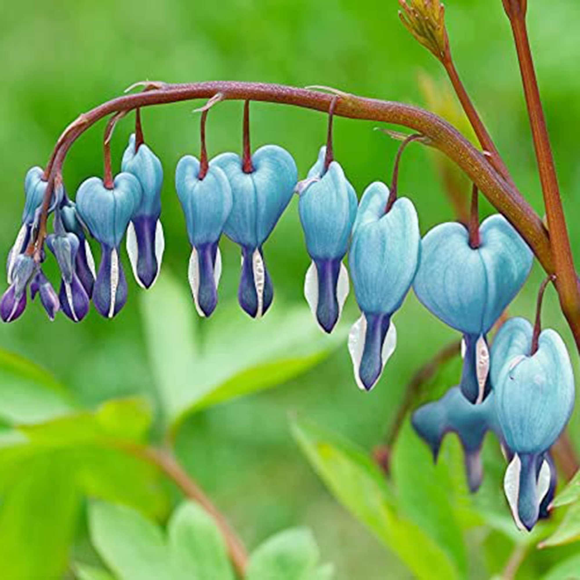 Close-up of Dicentra Spectabilis seeds with potential for garden color.