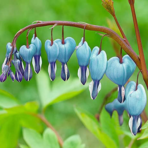 Close-up of Dicentra Spectabilis seeds with potential for garden color.
