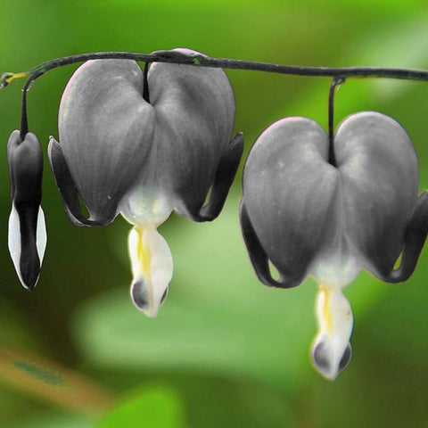 Packaging emphasizes cool-season tolerance for shade garden setups.