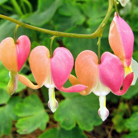 Wivolibe bleeding heart seed packet suitable for indoor or outdoor planting.