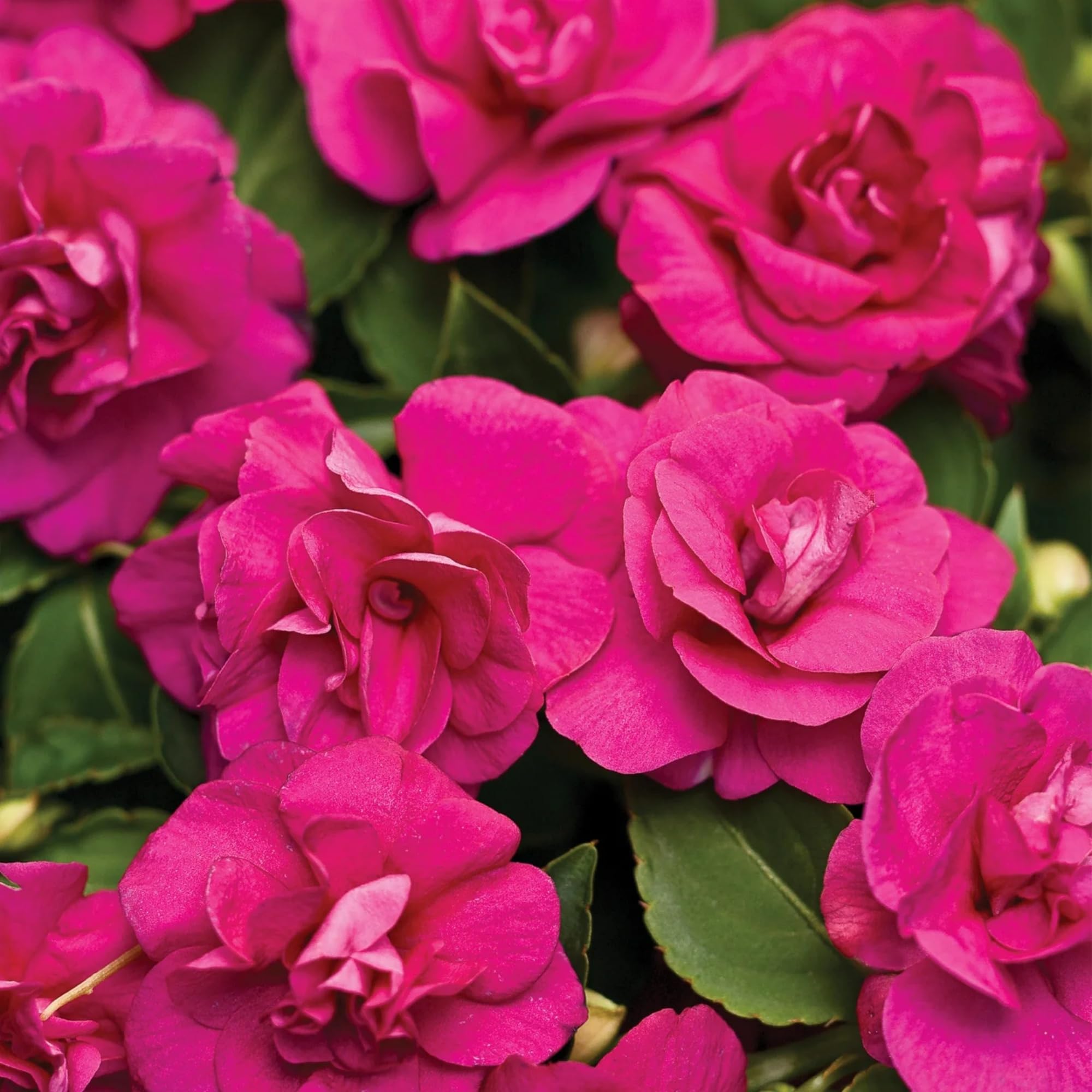 Wivolibe double-flowered impatiens provide dramatic ground cover in shade.