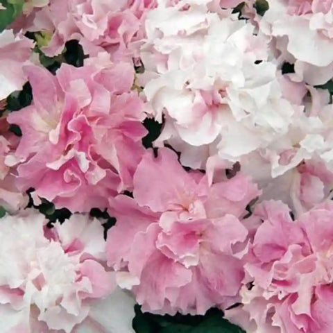 Wivolibe double petunia seeds shown in a garden setup for year-round color potential.
