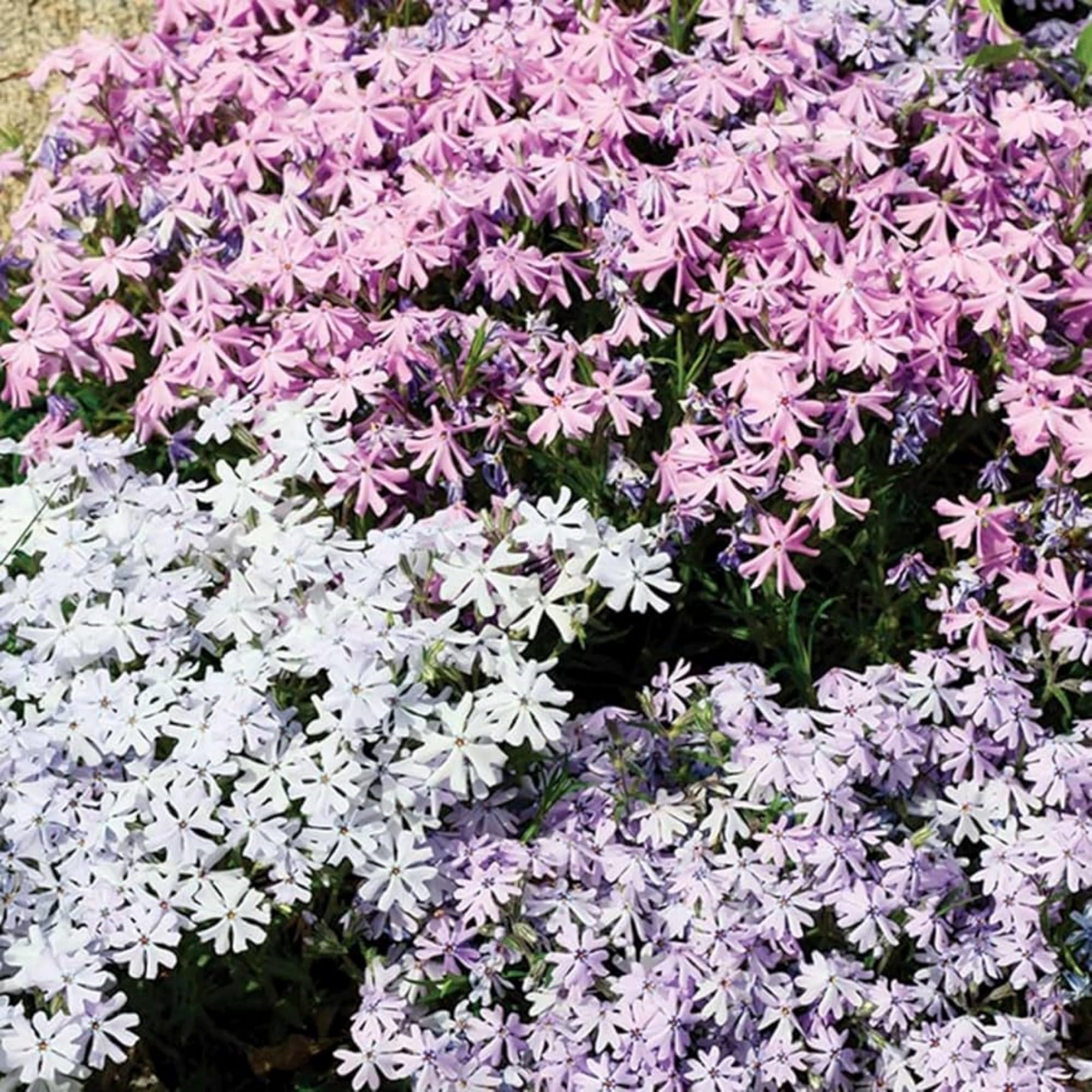 Wivolibe pollinator-friendly phlox attracts butterflies and bees.