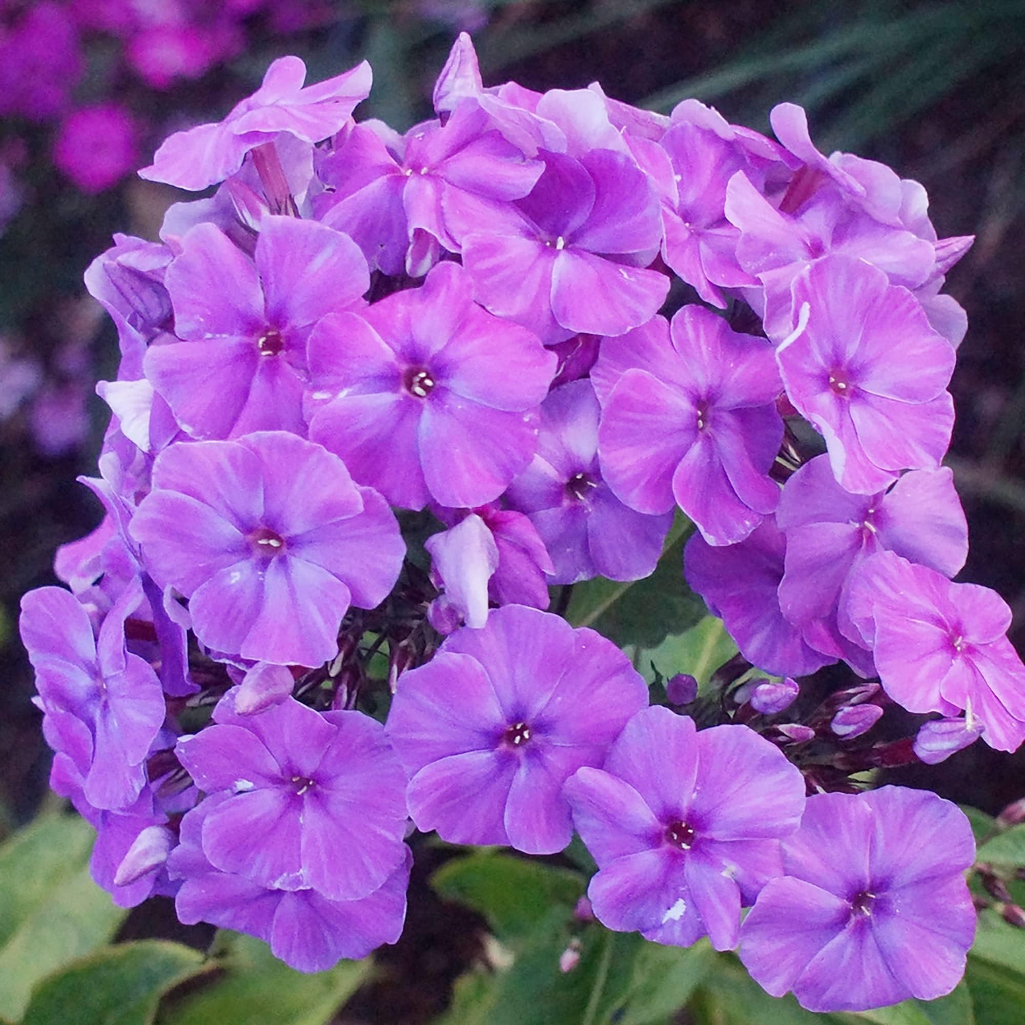 Wivolibe drought-tolerant phlox seeds thrive with minimal watering in hot, dry climates.