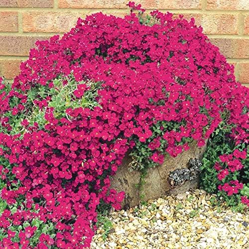 Wivolibe drought-tolerant thyme ground cover for low-water landscapes