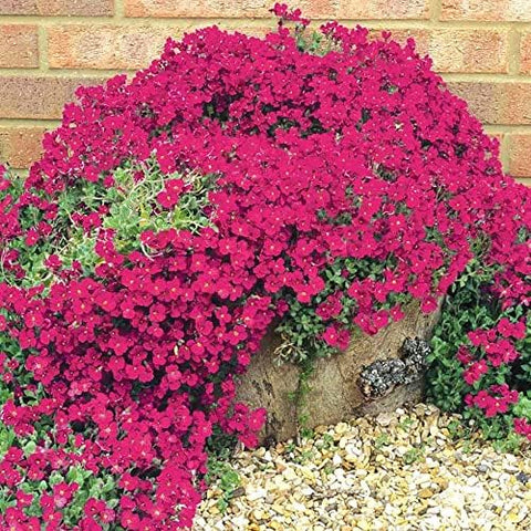 Wivolibe drought-tolerant thyme ground cover for low-water landscapes