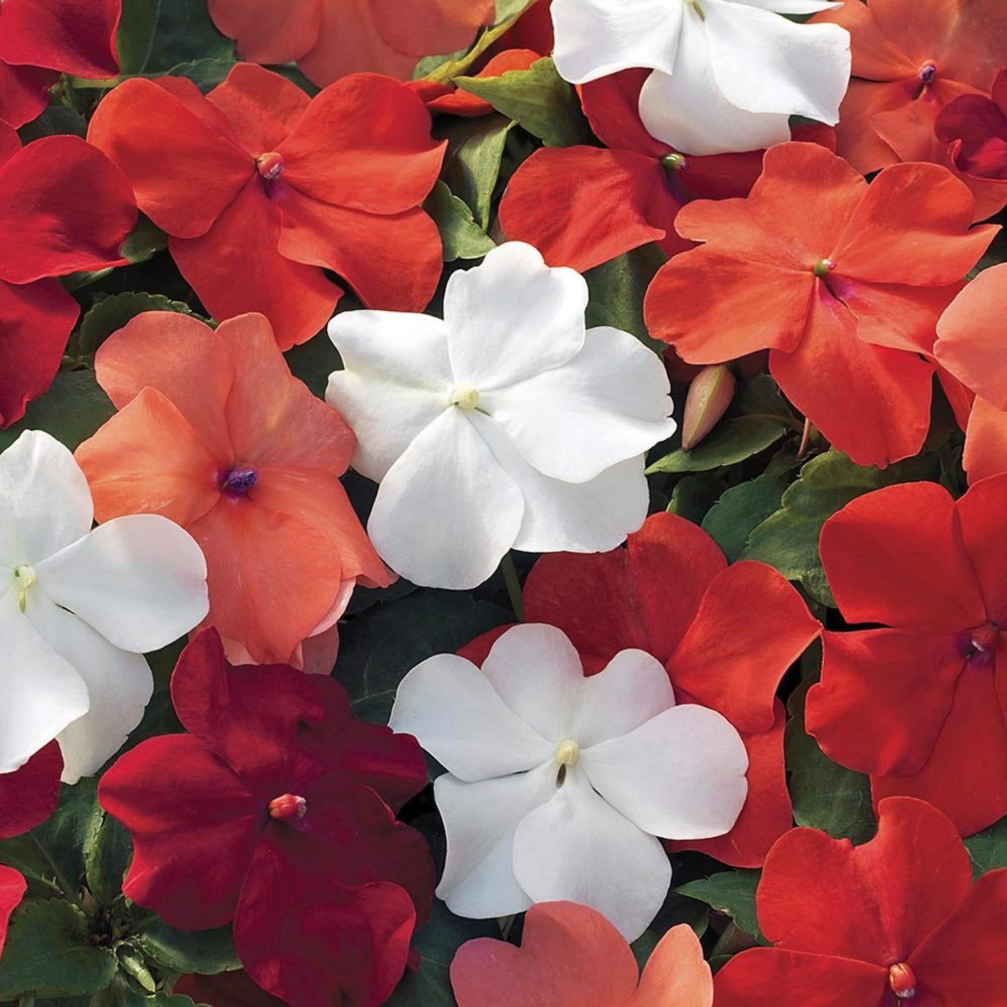 Wivolibe dwarf ground cover foliage forms a deer-resistant patch.