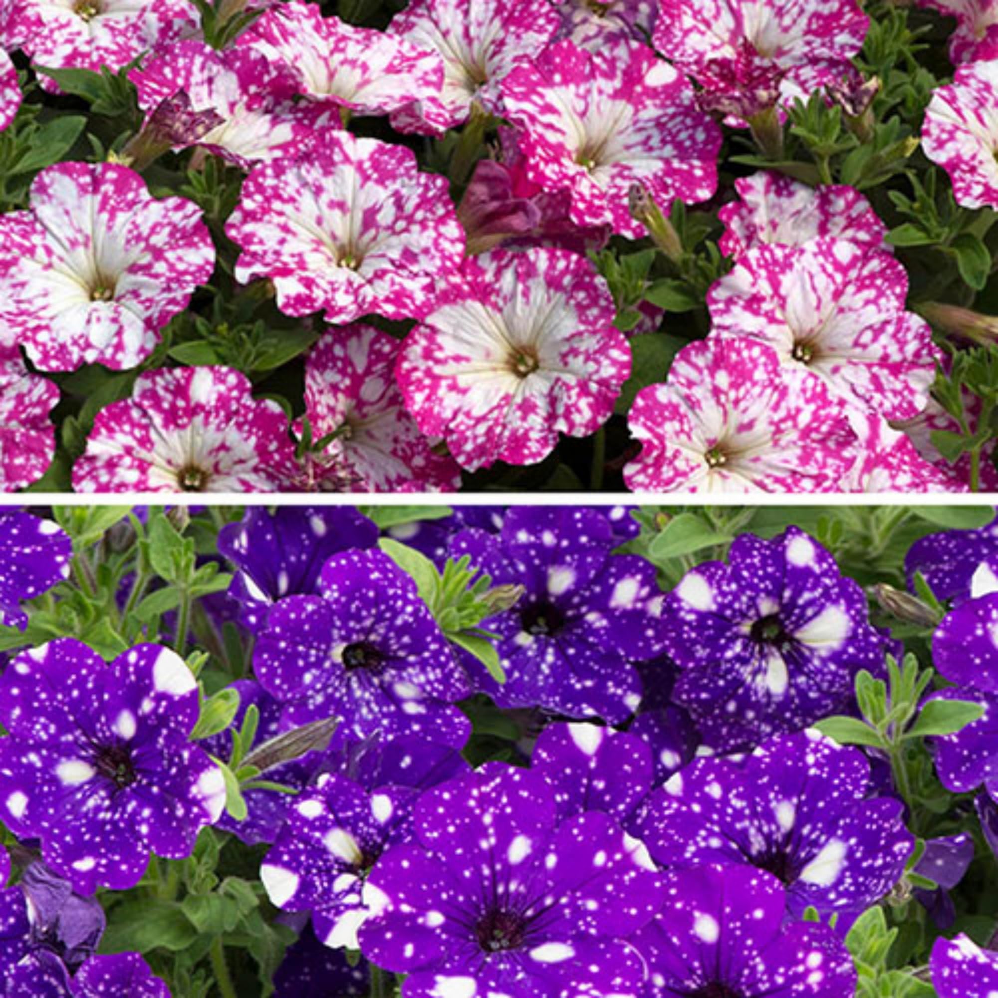 Wivolibe dwarf wave petunia seeds for compact containers and bright blooms.