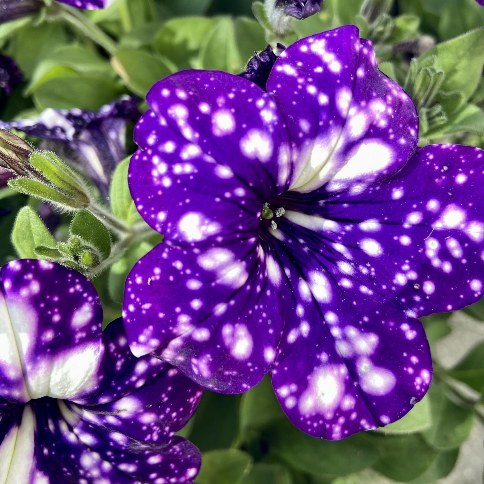 Wivolibe dwarf wave petunia seeds yield compact blooms for small planters.