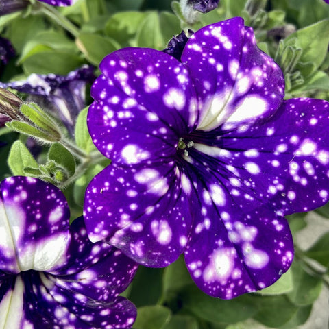 Wivolibe dwarf wave petunia seeds yield compact blooms for small planters.