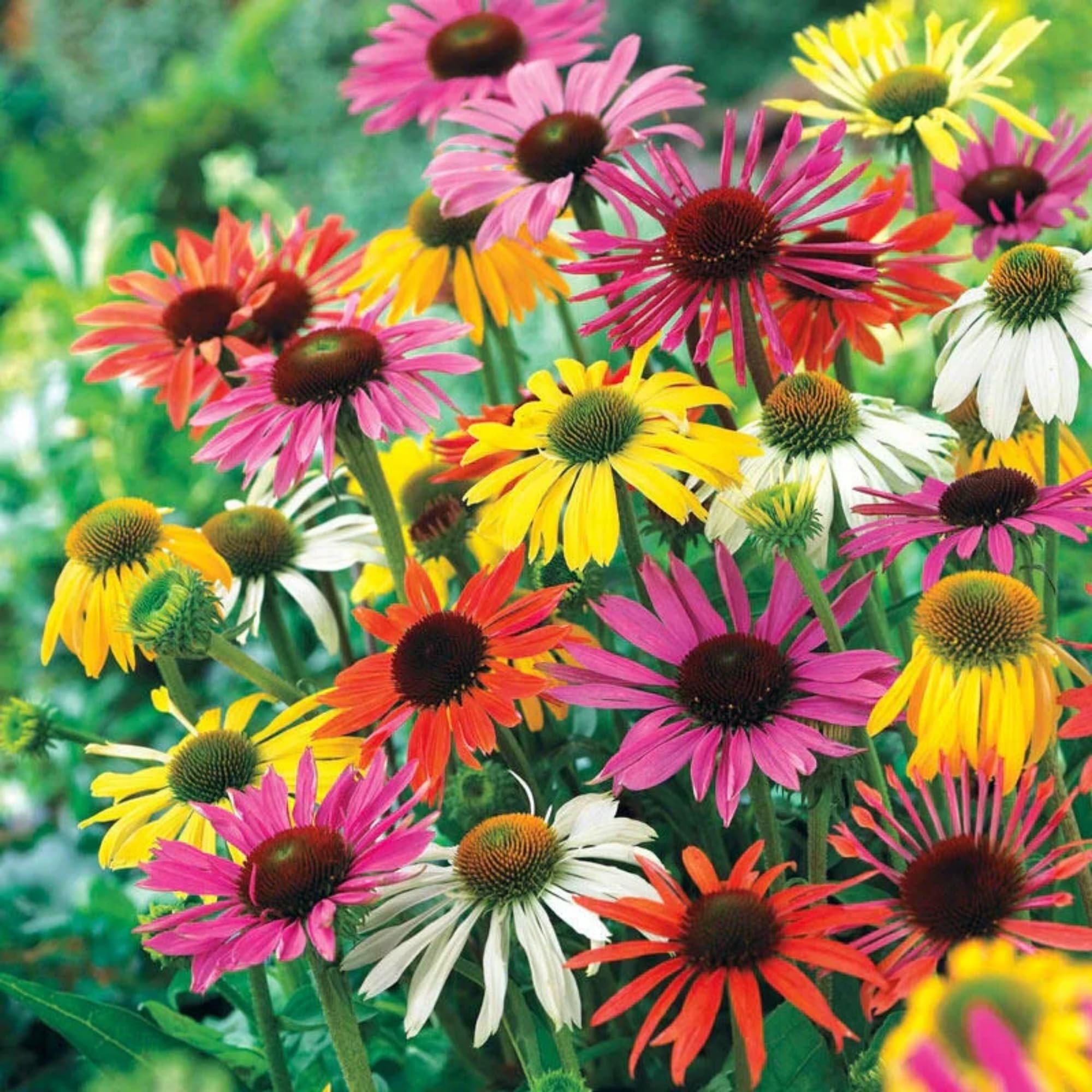 Wivolibe echinacea seeds supports pollinators in a garden border
