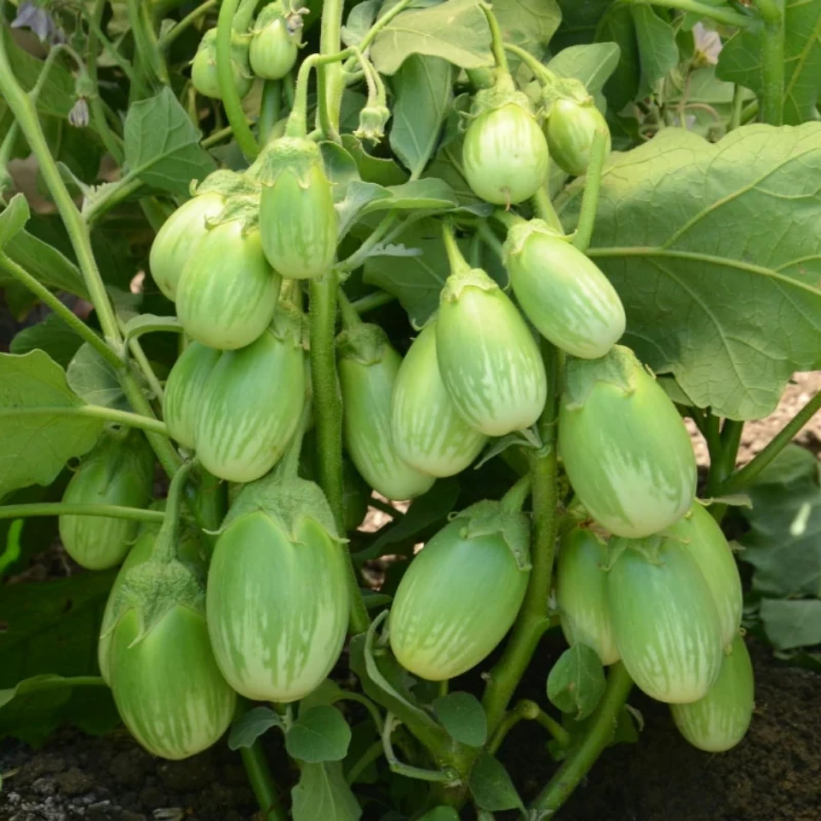 Wivolibe eggplant seeds garden setup in full sun for warm season