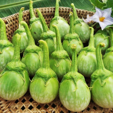 Wivolibe eggplant seeds harvest ready fruits on plant