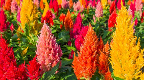 Wivolibe Exotic Celosia display brings dramatic color to gardens.