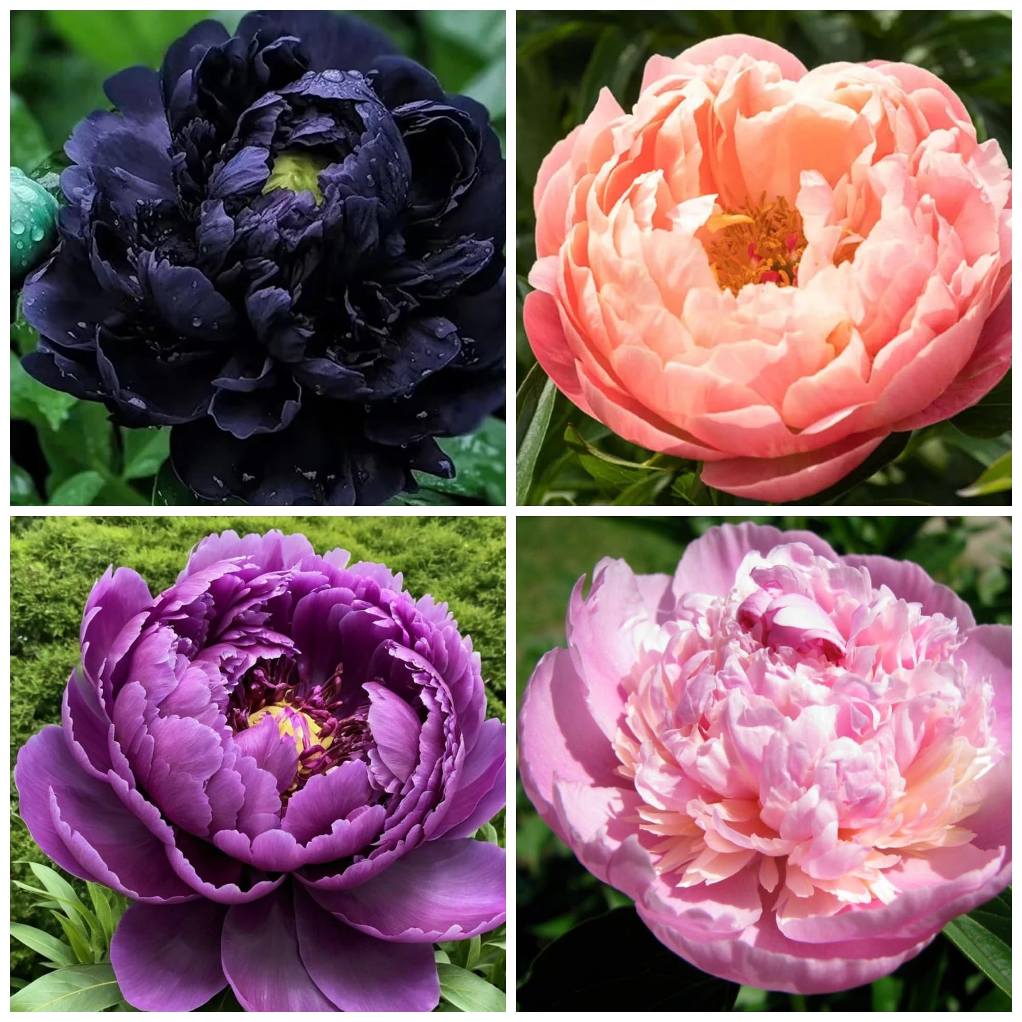 Wivolibe exotic double peony seeds in packet ready for sowing.