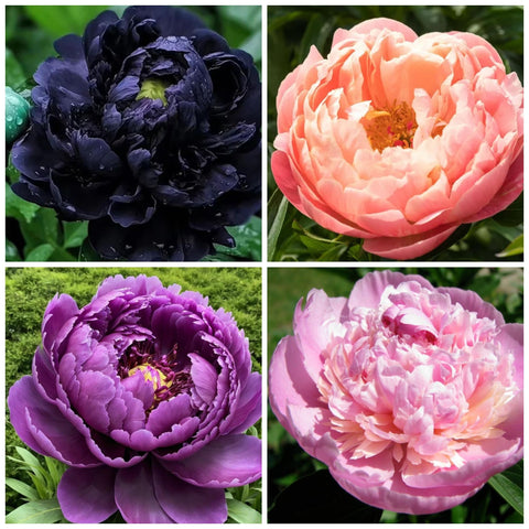 Wivolibe exotic double peony seeds in packet ready for sowing.