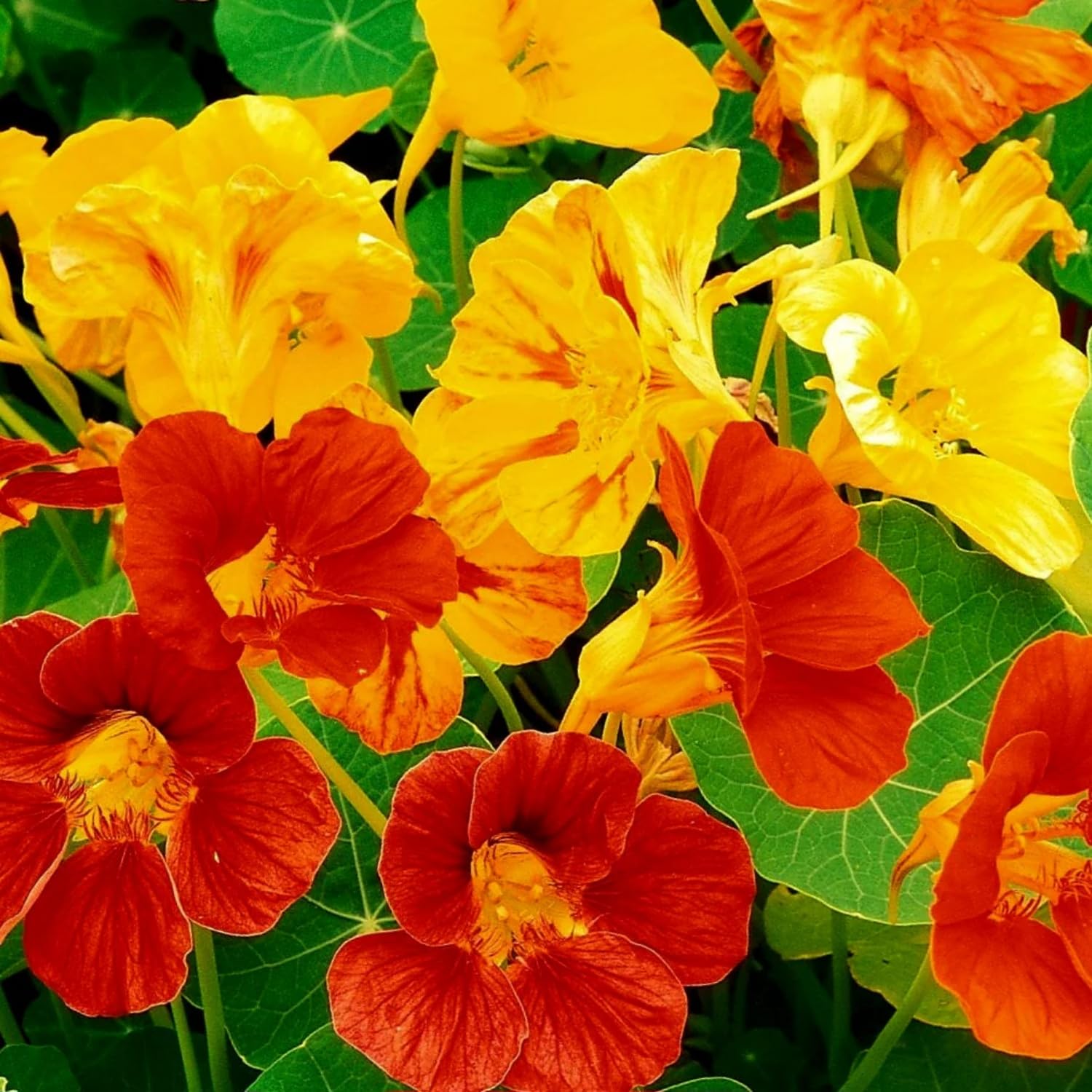 Wivolibe fast-growing nasturtiums blooming from summer to fall.