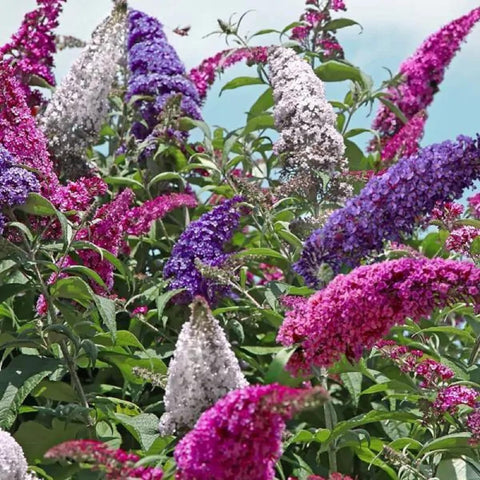 Wivolibe fragrant bloom butterfly bush seeds promise scented outdoor color.